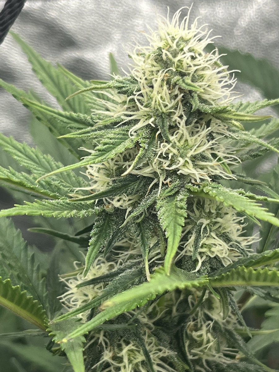 @Speedrunseeds Acid Snow starting to get some trichomes on it. Really stinky girl, keep her a bit on the dry side and she will just pray and pray!
#cannabisgrower 
#cannabiscommunity