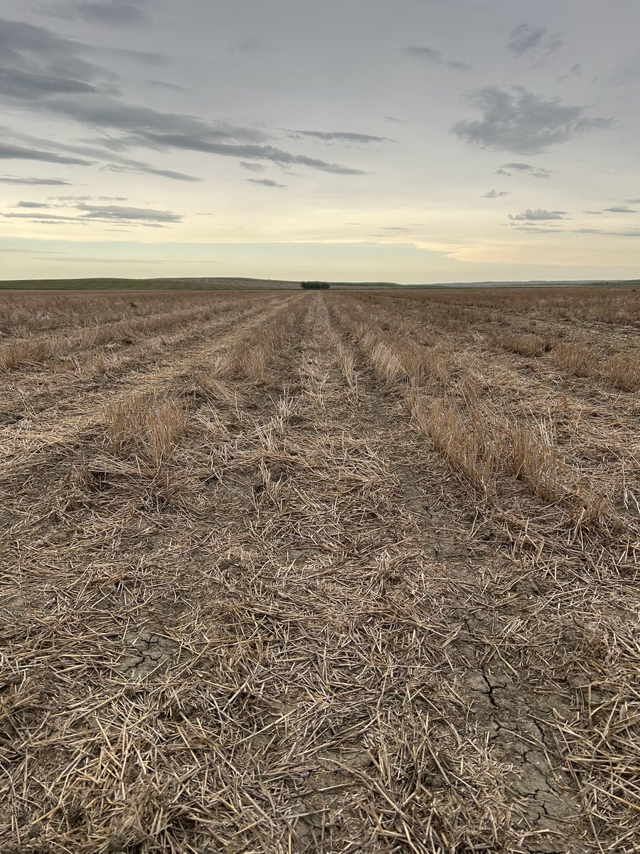 This is a plot corn plot we planted a week ago. My plan is to post a picture every week for the rest of the  growing season. 
#plant24