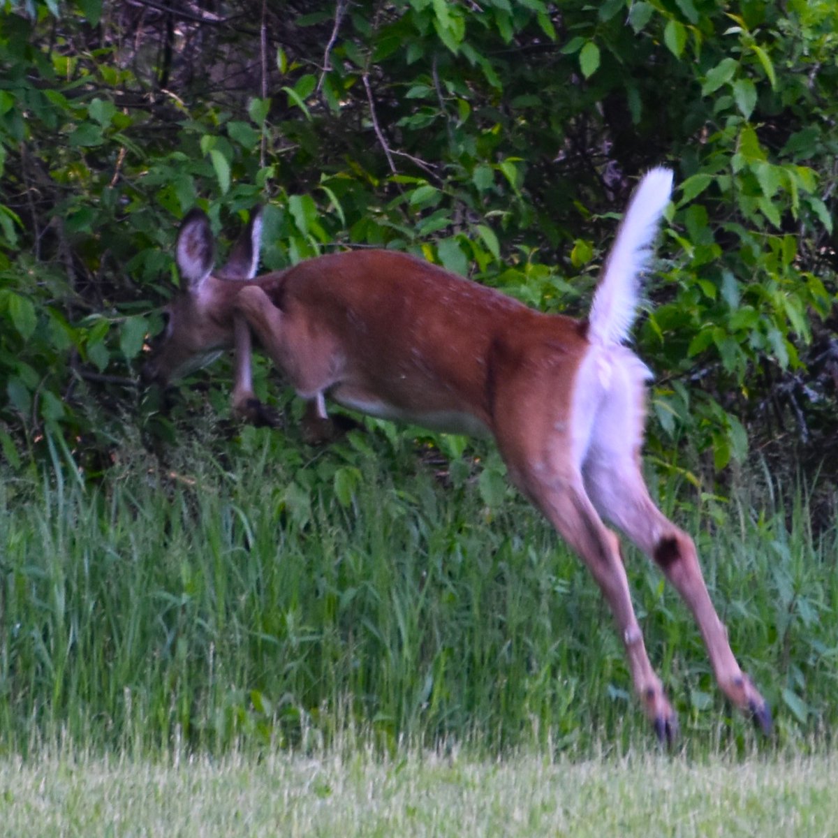 Great outing at MacGregor Point Provincial Park meeting park educator Chris &amp; sharing fleeting moment with #deer #lakehuron 
7 😊 trails, camping, birding #outdoor #spring #travelphotography
