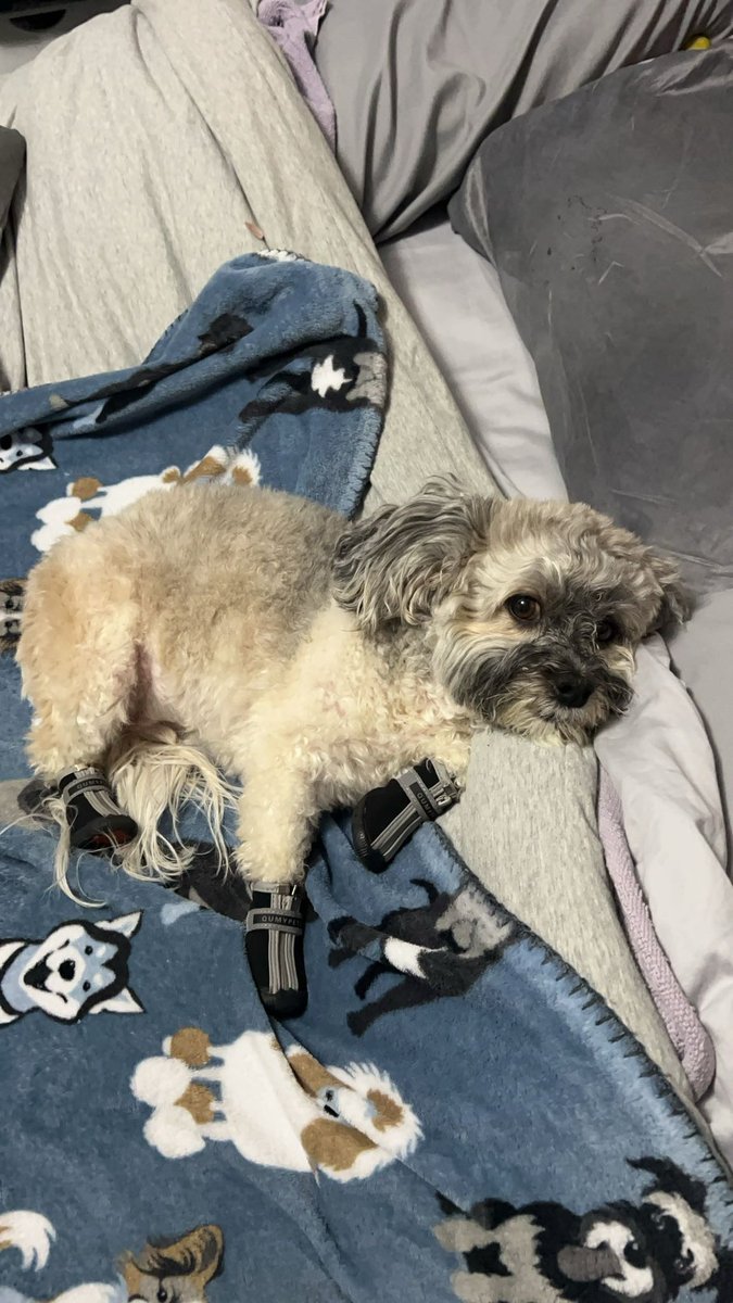 Olaf_LittleMan's tweet photo. These booties and a cone have been my life for to long! A vet messed with my paw and cut a thing off and then I licked it when mommy didn’t look and made it really bad..But I’m healing my mommy said so hopefully soon no more of these booties and cone!!🤞🏼🥺…if I stay good boy.. https://t.co/FV9urdKQ73