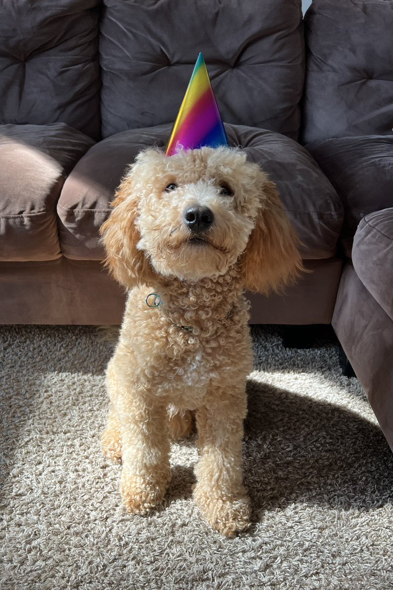 bdandi_83's tweet photo. @k9_cpt Cosmo says Happy Birthday Gator!!!🥳 https://t.co/nw2HSh5ko9