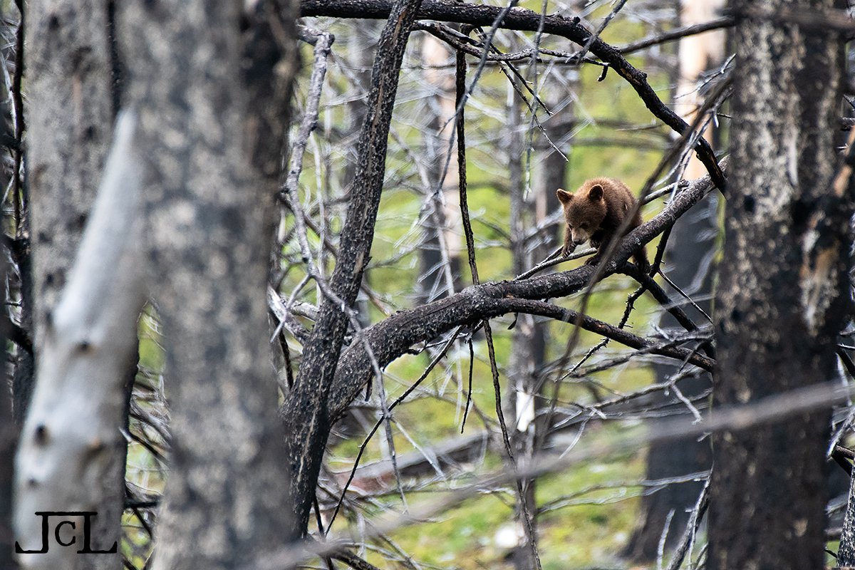 Jenaya Launstein tweet media