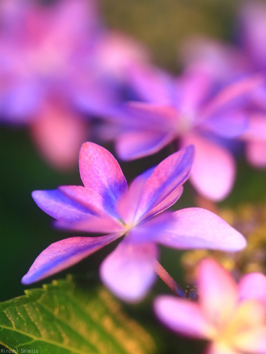 紫陽花 早朝の光が花を引き立てる 目覚める色彩 #Photography