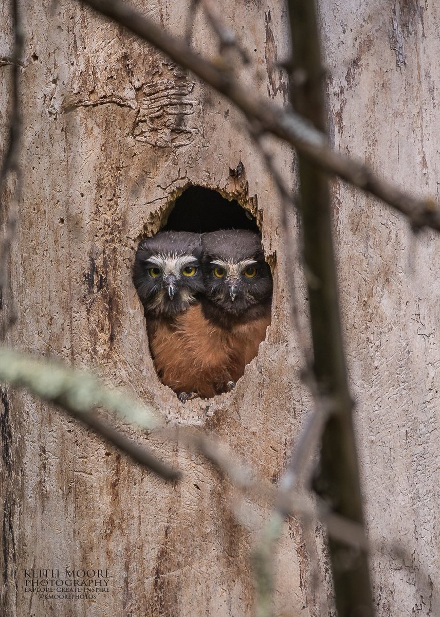 Now the @EdmontonOilers game is over & we WON!! 💙🧡💙🧡 Here is a photo I took today of a couple Saw-Whet Owls!! #yeg #owls #photography #wildlife