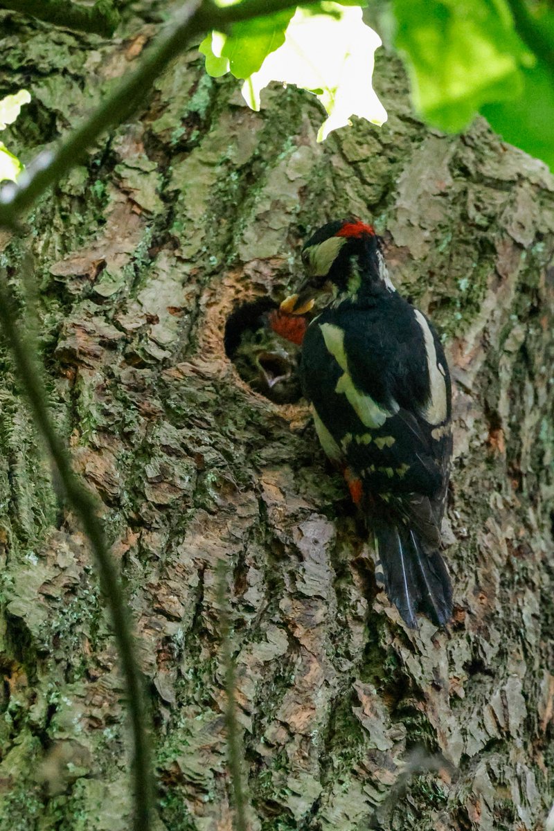 Trishsnaturepix's tweet photo. Great Spotted Woodpecker feeding his ready to fledge chick at #Baggeridge today
#TwitterNaturePhotography #TwitterNatureCommunity #Natures_voice #Springwatch https://t.co/PnQZoH5YJD