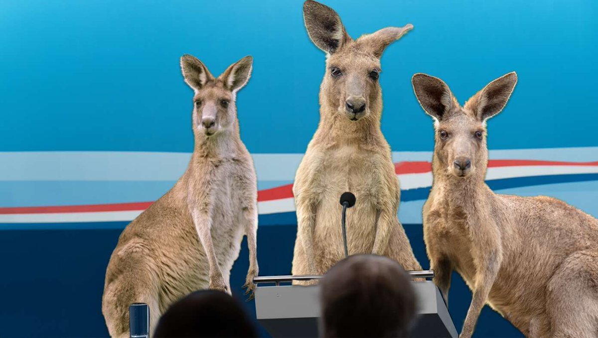 Kangaroos Ask People To Stop Unfairly Comparing Them To U.S. Justice System buff.ly/4aFdPv9