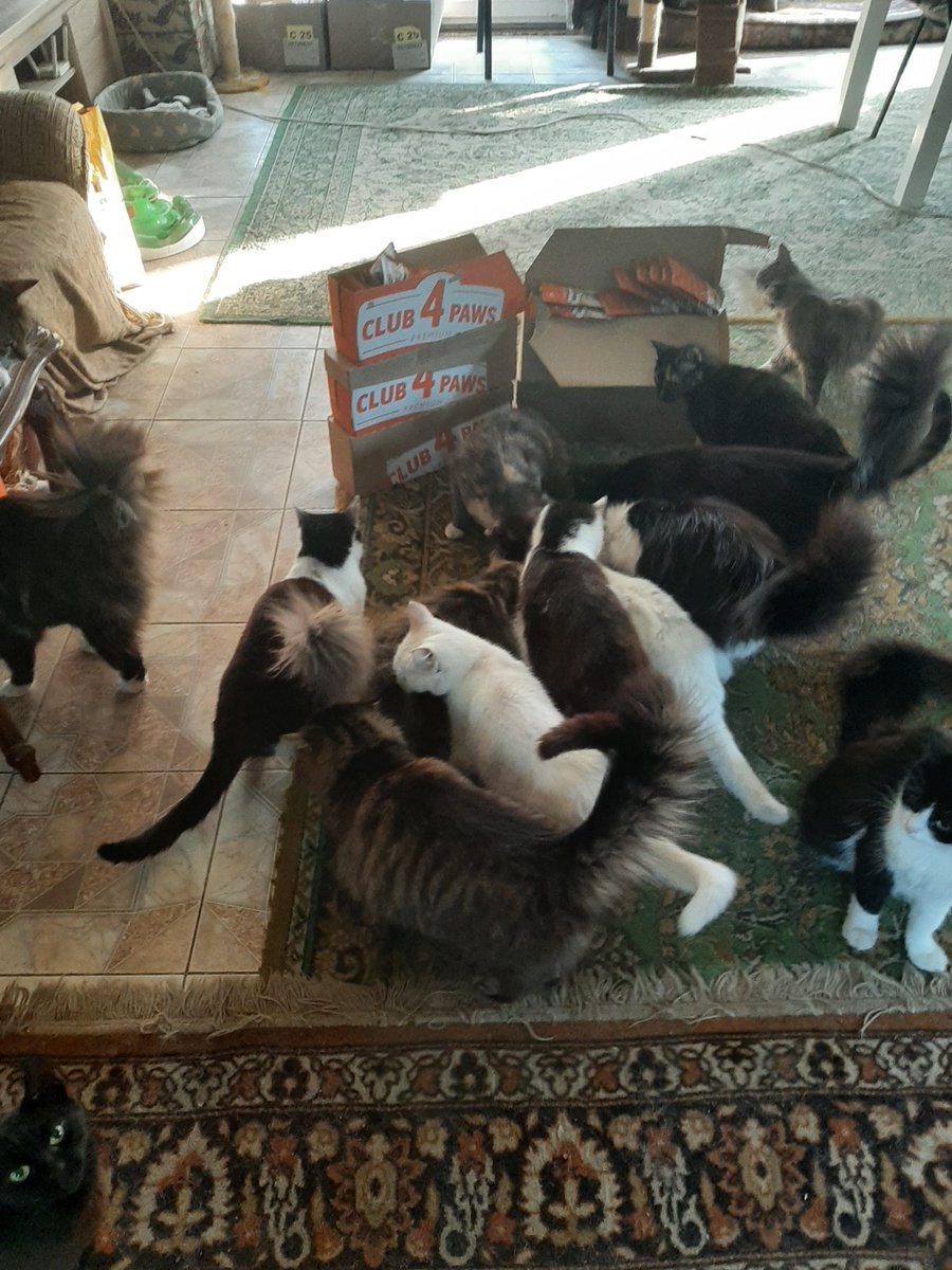 Sayravem's tweet photo. #treats4paws
136 pouches of wet cat food bought and delivered to #Prociv
✅️1958₴ spent.
Will make another delivery soon, for this is not enough. 💔 https://t.co/kpEuwAxV5K