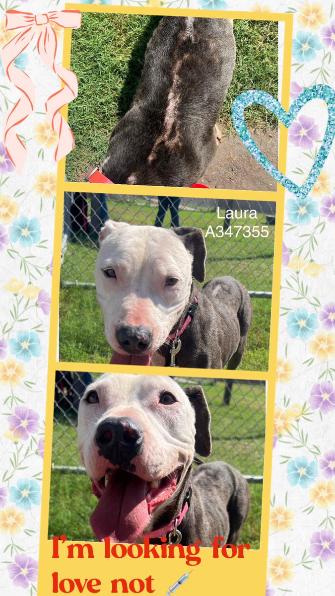 🆘🐾LAURA #A347355 APTB girl 3 ys old looking for ❤️Maybe in🐕🐕fighting? Multiple scars in various phases of healing. Life has not be easy😢 ❤️‍🩹🪱on top! On #TBK list #Corpuschristi TX AC 6/3😭HELP! Friendly with other 🐕🐕🐕, liking any attention that she never had 💔Needs