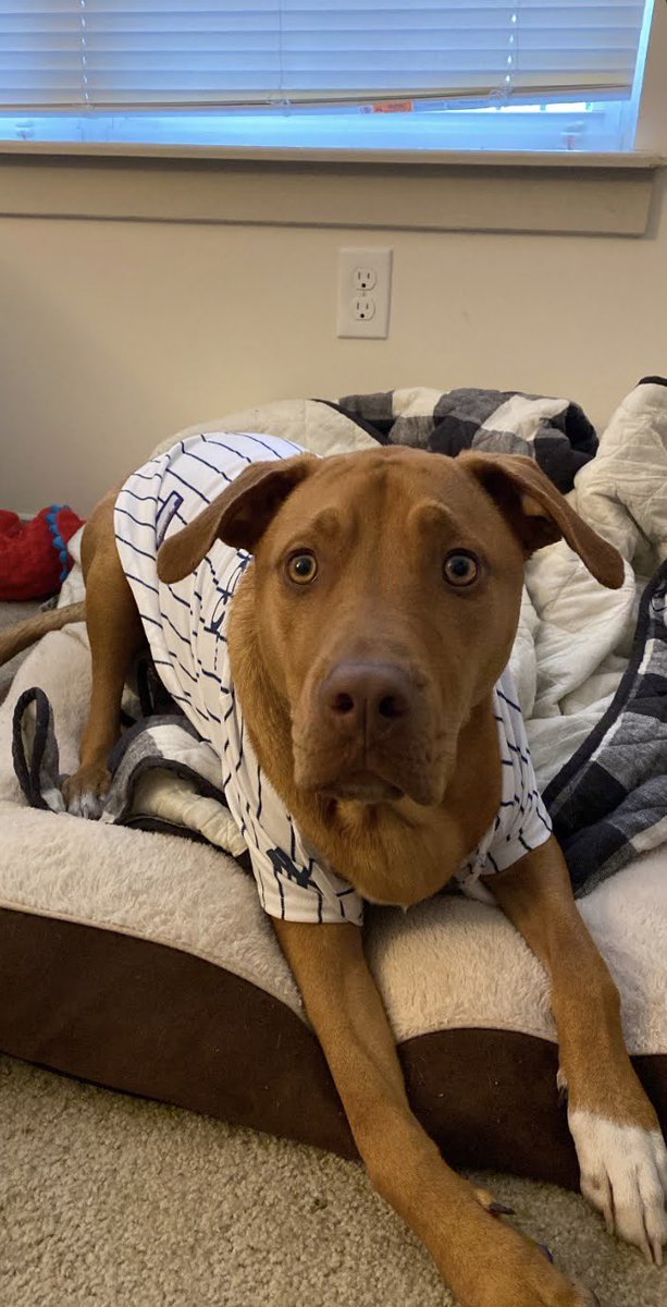 Mazzarati6's tweet photo. #DogsOfBaseball #Yankees https://t.co/EdQ3Kx2SVy