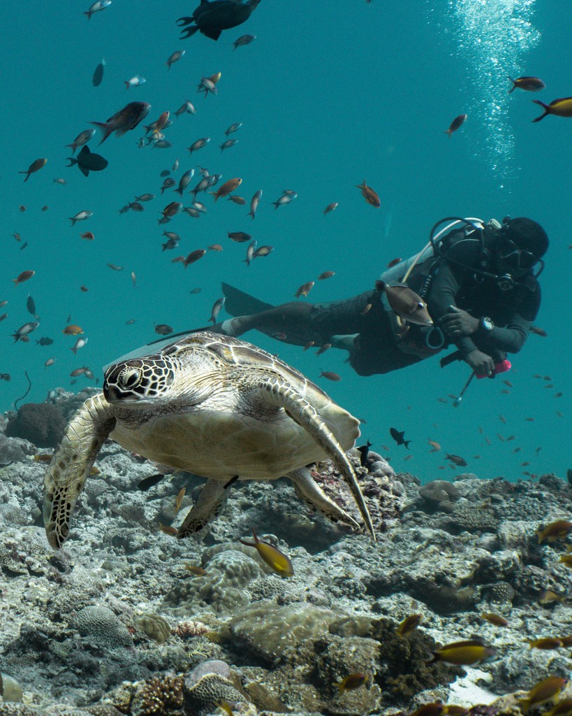 🐢 Dive into a world of wonder as you encounter these majestic creatures floating gracefully in their natural habitat! 🌊🐢 ⁠
.⁠
.⁠
.⁠
.⁠
.⁠
#ScubaPhotography #DiversLife #Passionate