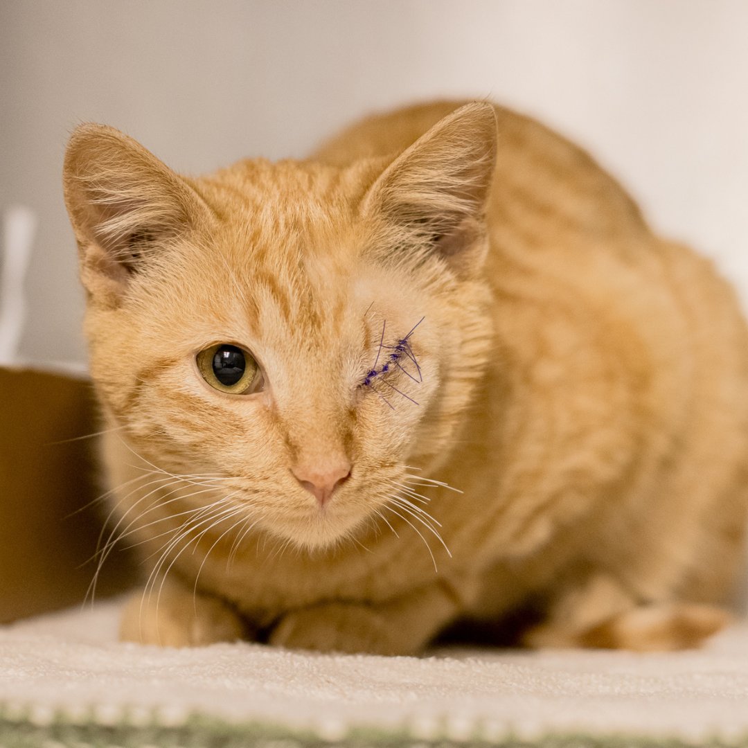 Nash is an orange tabby who was rescued by our Animal Rescue Ambulance, with an eye injury. If you ever come across an injured animal in need, don't hesitate to contact us. Our Animal Rescue Ambulance is here to help. #AnimalRescueAmbulance #HoustonSPCA #AnimalRescue