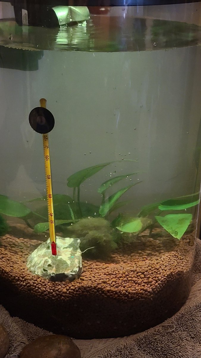 I love little aquariums 💙 Letting it stabilize before we move the little snail over and get a few more plants. The thermometer will move. It is where it is for easy temp checking right now.