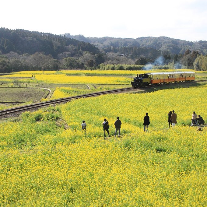 Canola Flower Field in Ishigami
©（公社）千葉県観光物産協会

japanin.jp/en/image/cacc2…

#japan #japantrip #explorejapan #traveljapan #localjapan #instajapan #japaninjapan #日本 #giappone #japon #japantour #japantravel