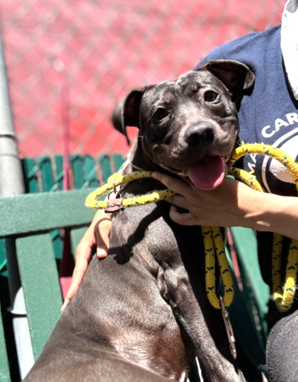 🐾4-y/o super scared Armadillo came in trembling & still is. Whale-eye but trying his hardest to cooperate. Came in a stray just days ago, afraid to leave his kennel. Allows all handling, easily leashed, just really shut down. Need foster offer by *5/30* nycacc.app/#/browse/200503