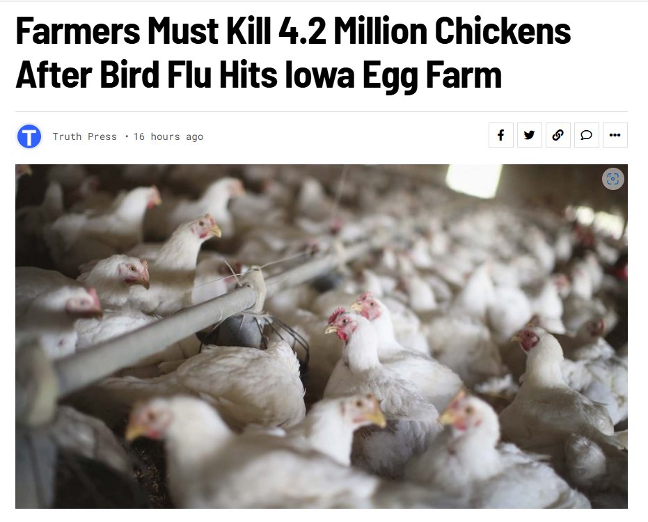 🚨 #BREAKING NEWS: Bird flu outbreak hits #Iowa egg farm. Over 4 million chickens in Sioux County, Iowa, to be slaughtered. Total of 92.34 million birds k!lled since 2022 according to the USDA. #BirdFlu #Agriculture #PublicHealth 

Source: Truth Press