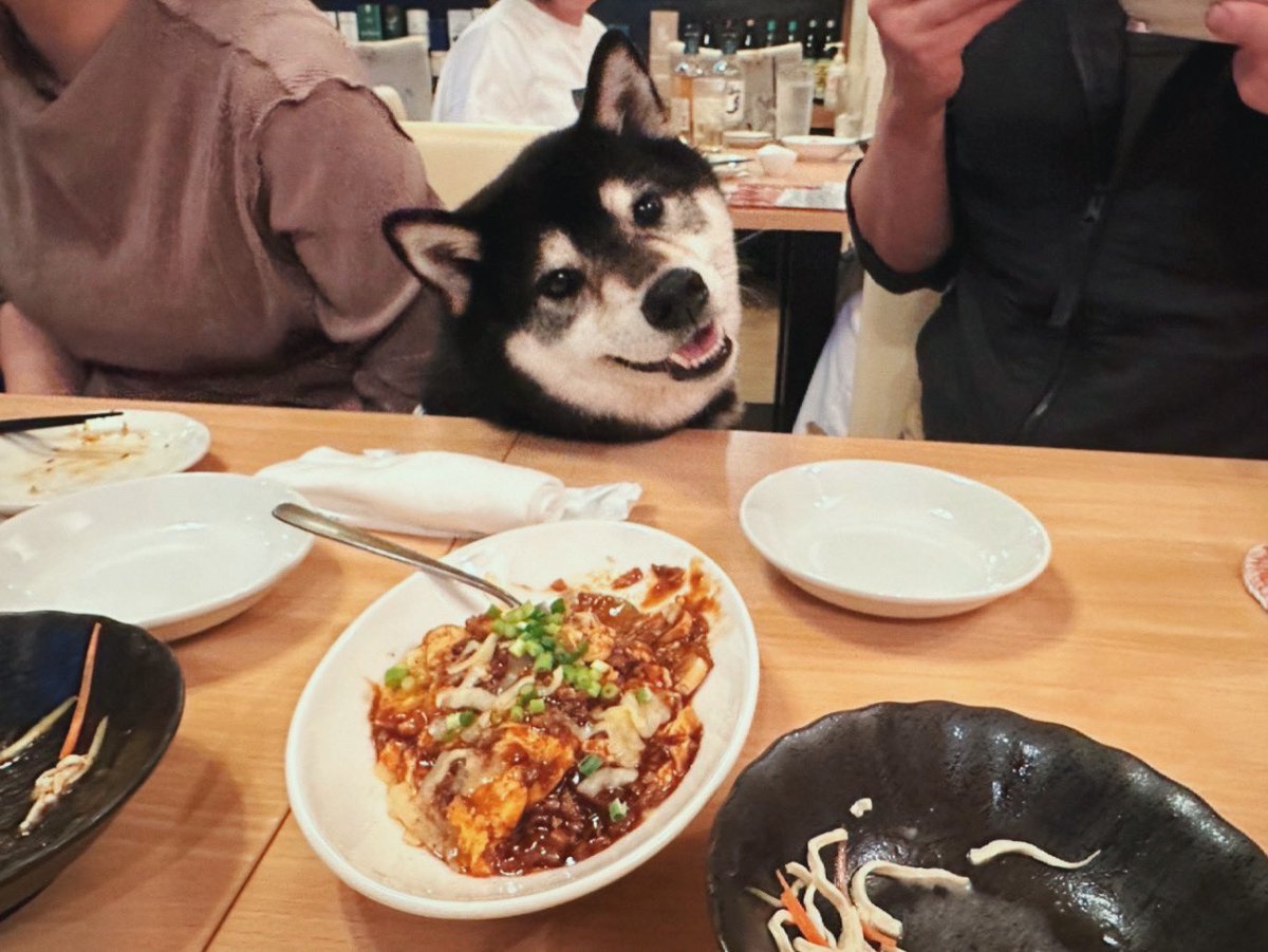 犬も入れる中華料理屋さんに友だちと一緒に行ってみたら柴犬カフェみたいになった