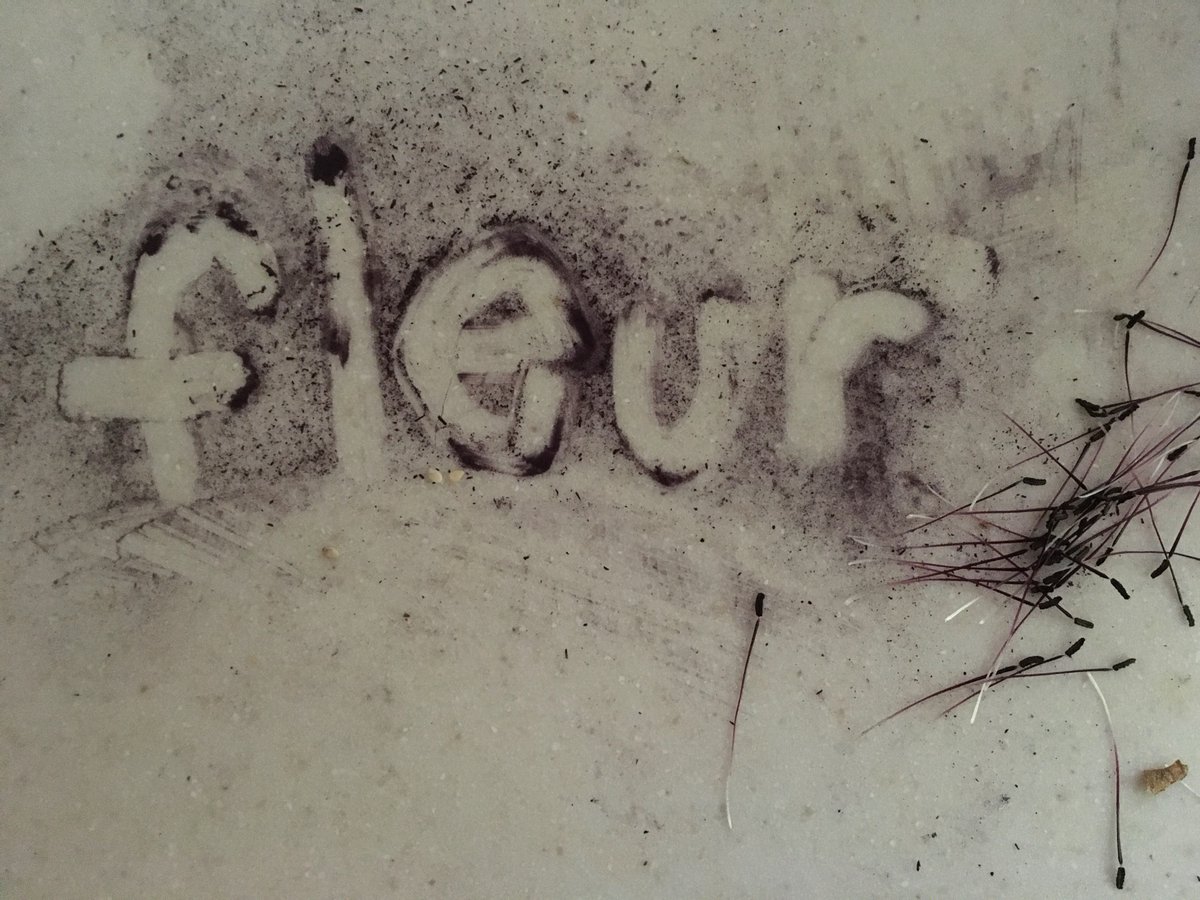 The flour from our flower: dust of a cut poppy sitting on the kitchen counter. 60 mph gusts tore up our garden so we saved some blooms and brought them inside.