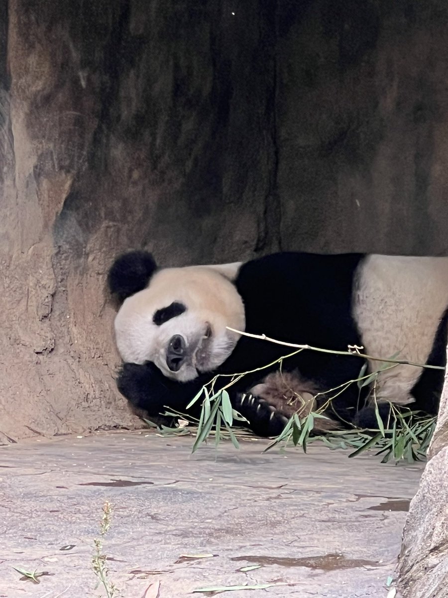 リーリー🐼💤

#ジャイアントパンダ 
#リーリー 
#上野動物園