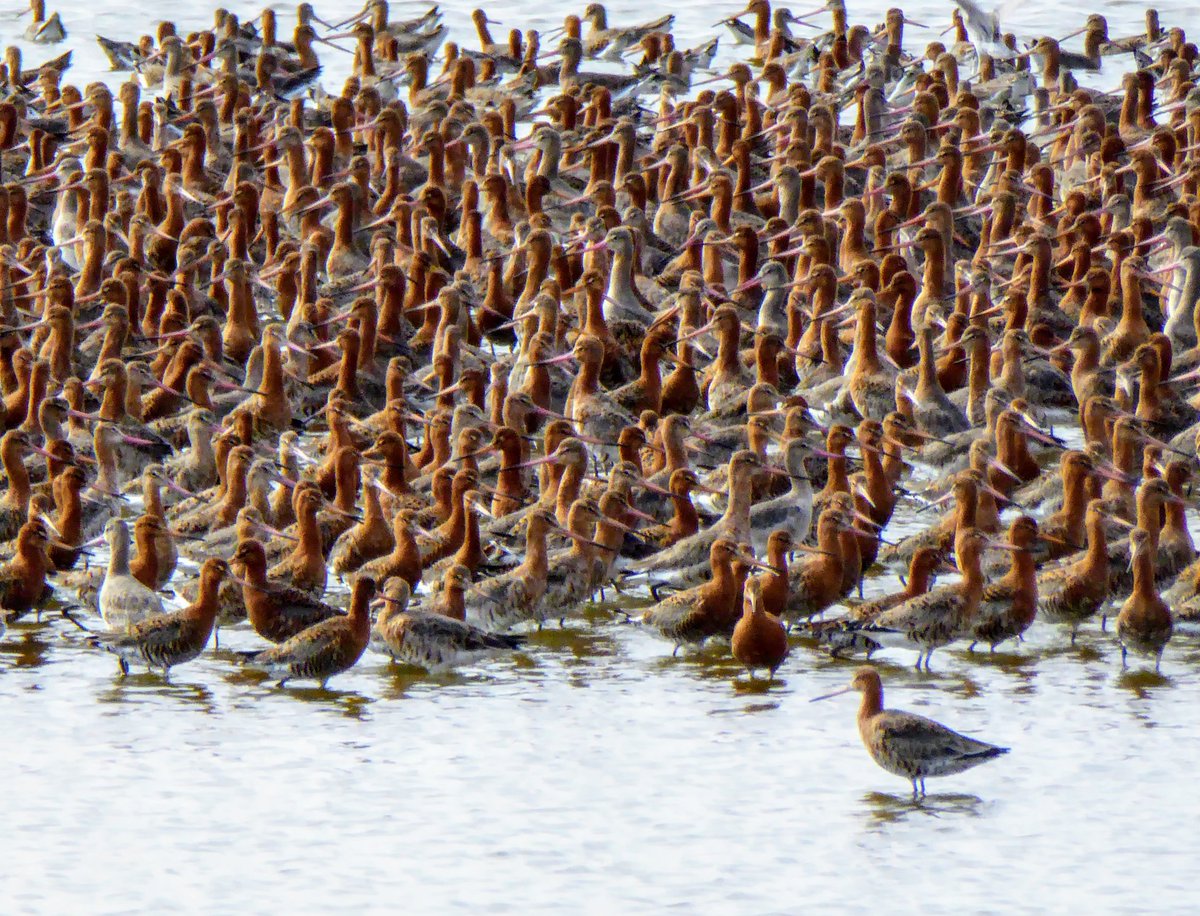 Daily Quiz Answer Black-tailed Godwit.