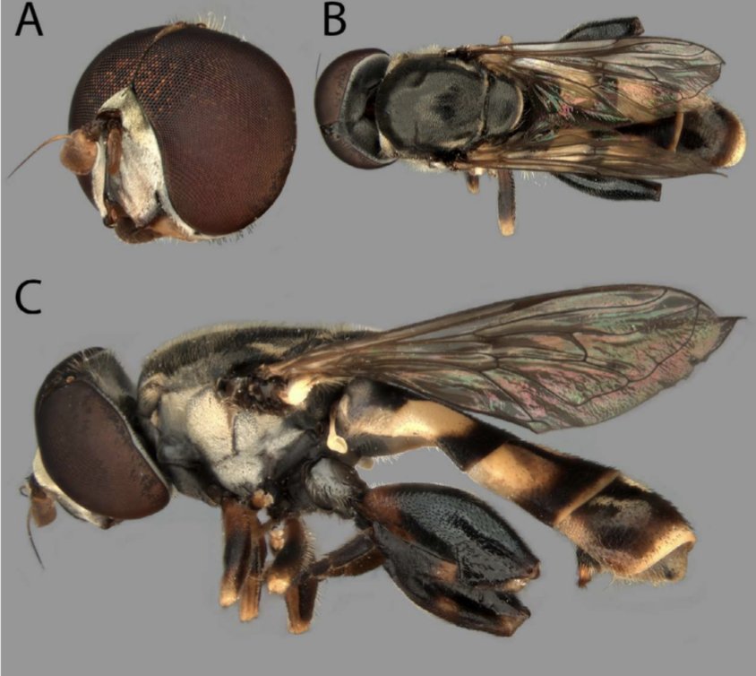 Andrew D Young (@adipterayoung) on Twitter photo Thrilled to share the first journal article to come out of the Young lab, led by Alice Dabrowski!!
First records of Tropidia albistylum in Canada written by <a href="/syrphlarv/">Alice Dabrowski</a> @EntoSamm and myself 🪰
journal.lib.uoguelph.ca/index.php/eso/… Thrilled to share the first journal article to come out of the Young lab, led by Alice Dabrowski!!
First records of Tropidia albistylum in Canada written by <a href="/syrphlarv/">Alice Dabrowski</a> @EntoSamm and myself 🪰
journal.lib.uoguelph.ca/index.php/eso/…