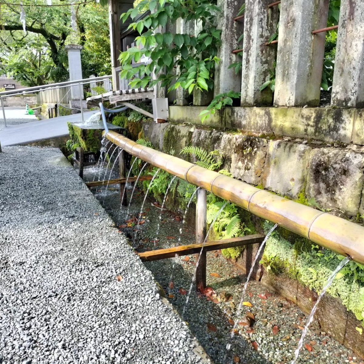 阿蘇神社へ(#^^#)🌳

美しい。。。

#阿蘇
#熊本観光