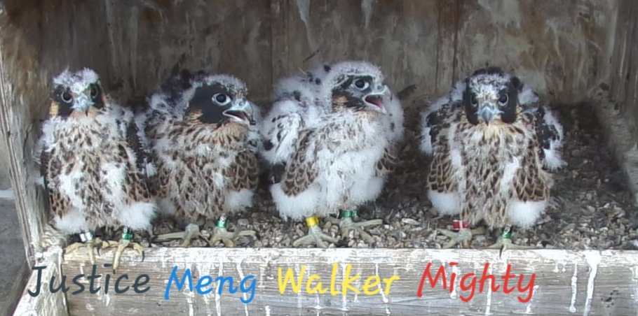 Rochester Falcon Eyas Line Up - 5/29/24 cp #ROC #peregrine #falcon