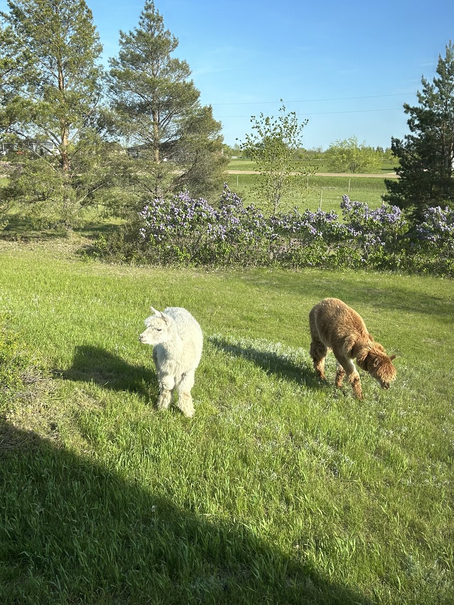 Closed the gate, let these folks out into the big yard lol

@YourOtherMom