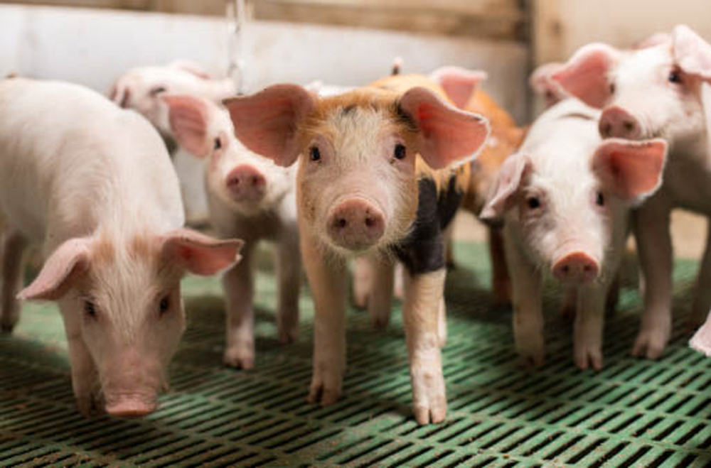 Pork sector projects get funding to bolster African swine fever measures. albertafarmexpress.ca/livestock/hogs…