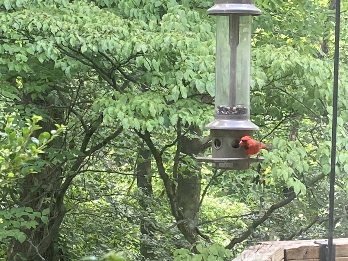 livewithmecfs's tweet image. This cardinal was one of many visitors to our bird feeder today! #nature365 #JoyinSpring