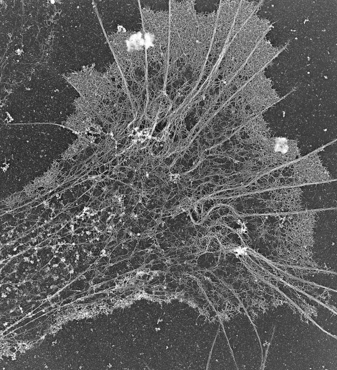 A neuronal growth cone photographed through an electron microscope. I removed the microtubules after extraction but before fixation. Otherwise, all of the fine actin filament based structures in the middle (i.e., Central domain) would be obscured by microtubules. #CellBiology