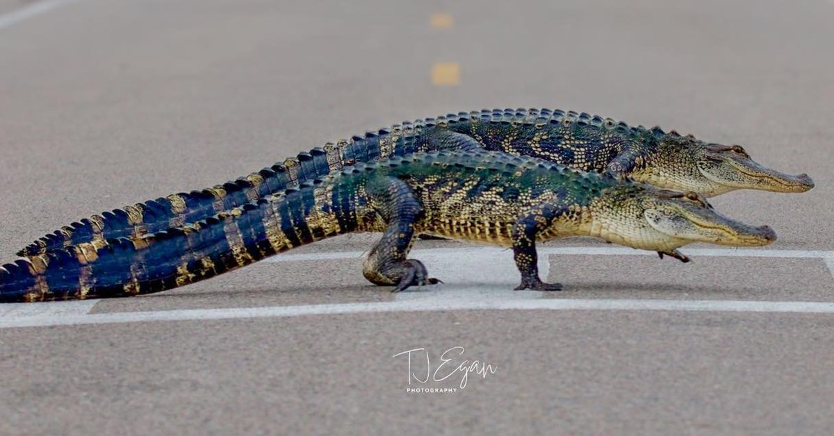 Did you know today is National Alligator Day?! 🐊 Here’s a pair of synchronized gators walking through the crosswalk at Huntington Beach State Park in Murrells Inlet! Thanks for the picture, Terry Egan. wpde.com/chimein