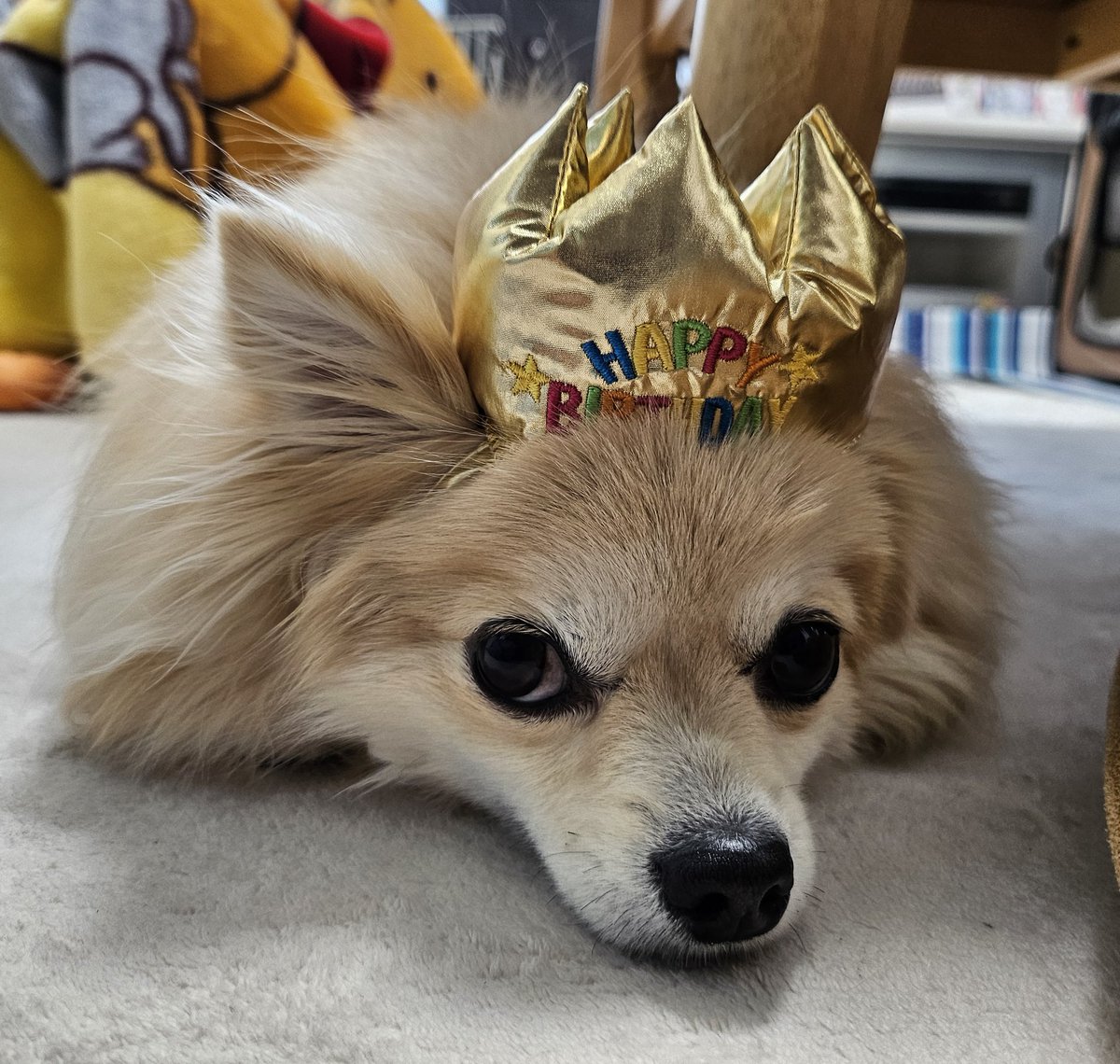 ふてくされバースデーガール🎂
今日で3歳になりました🐶👊🏻💖

#いぬのいる暮らし 
#ポメチワ