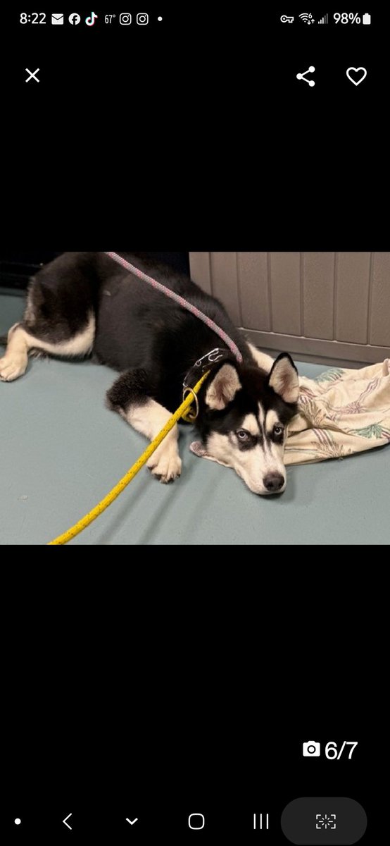 💔Sneaker💔 #NYCACC #200464 1y ▪️Priority Placement V Low Pledges! Precious sweetie's💔, found stray. Handsome husky's terrified n overcrowded shelter. Tiny cell's no place 4 an active baby! Needs loving, N.East #Adopter/#Foster, 2 decompress +thrive. Pls #pledge 💞S