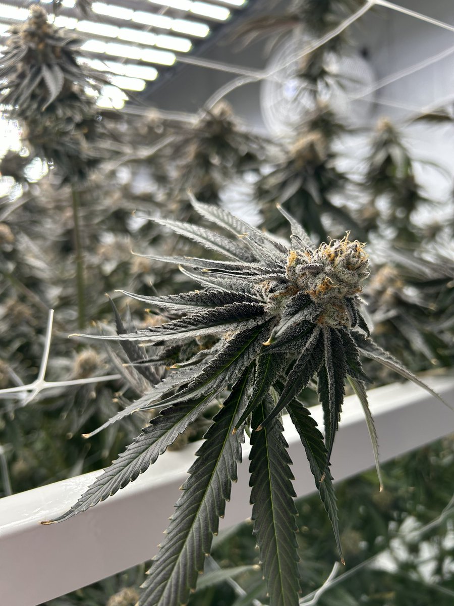 cadybrookdispo's tweet photo. Trifecta Farms 🤩 #cannabisgrower https://t.co/tu05HMvXrr