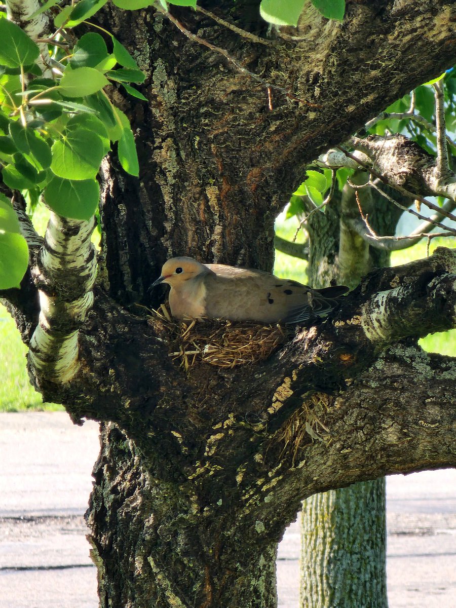 HeyJLev's tweet photo. This gal set up her home in our Aspen tree! 😍 #birdbot #BirdTwitter https://t.co/nXjdduApCh