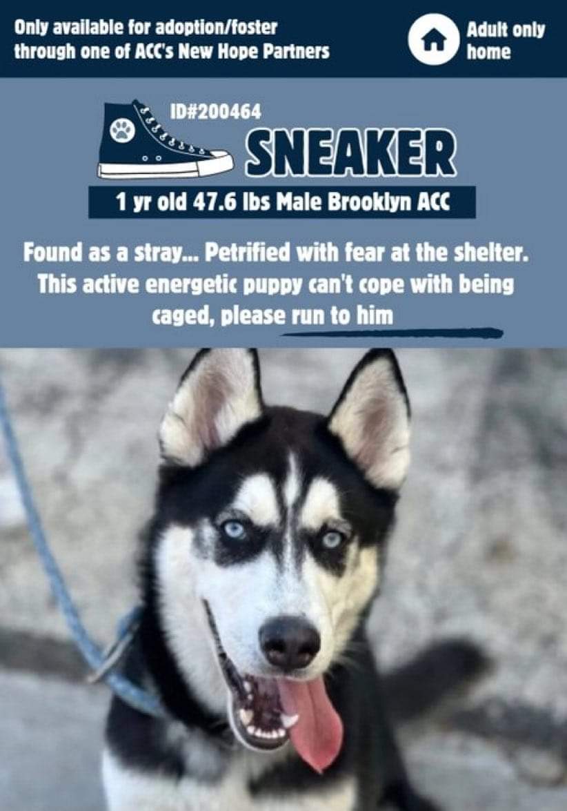 💞Sneaker💞 ▪️Priority Placement Urgently Needs Out Low Pledges #NYCACC #200464 1yr ▪To #Adopt/#Foster: ▪️Pls DM @CathyPolicky + NYC: nycacc.app/browse/200464 ▪Live in N.East ▪No kids under 13 Tysvm 💗Sneaker