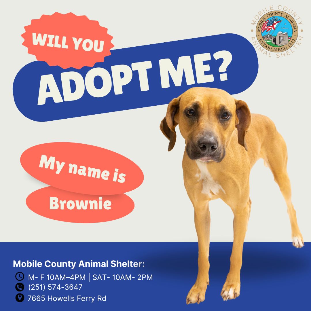 A079430 Brownie is a 4-year-old Black Mouth Cur Mix. She is heartworm positive and weighs 56 lbs. The adoption fee is $40, which includes her microchip, 5-in-1 vaccine, spay, one-year rabies vaccine, wormer, and the first dose of heartworm/flea preventative.