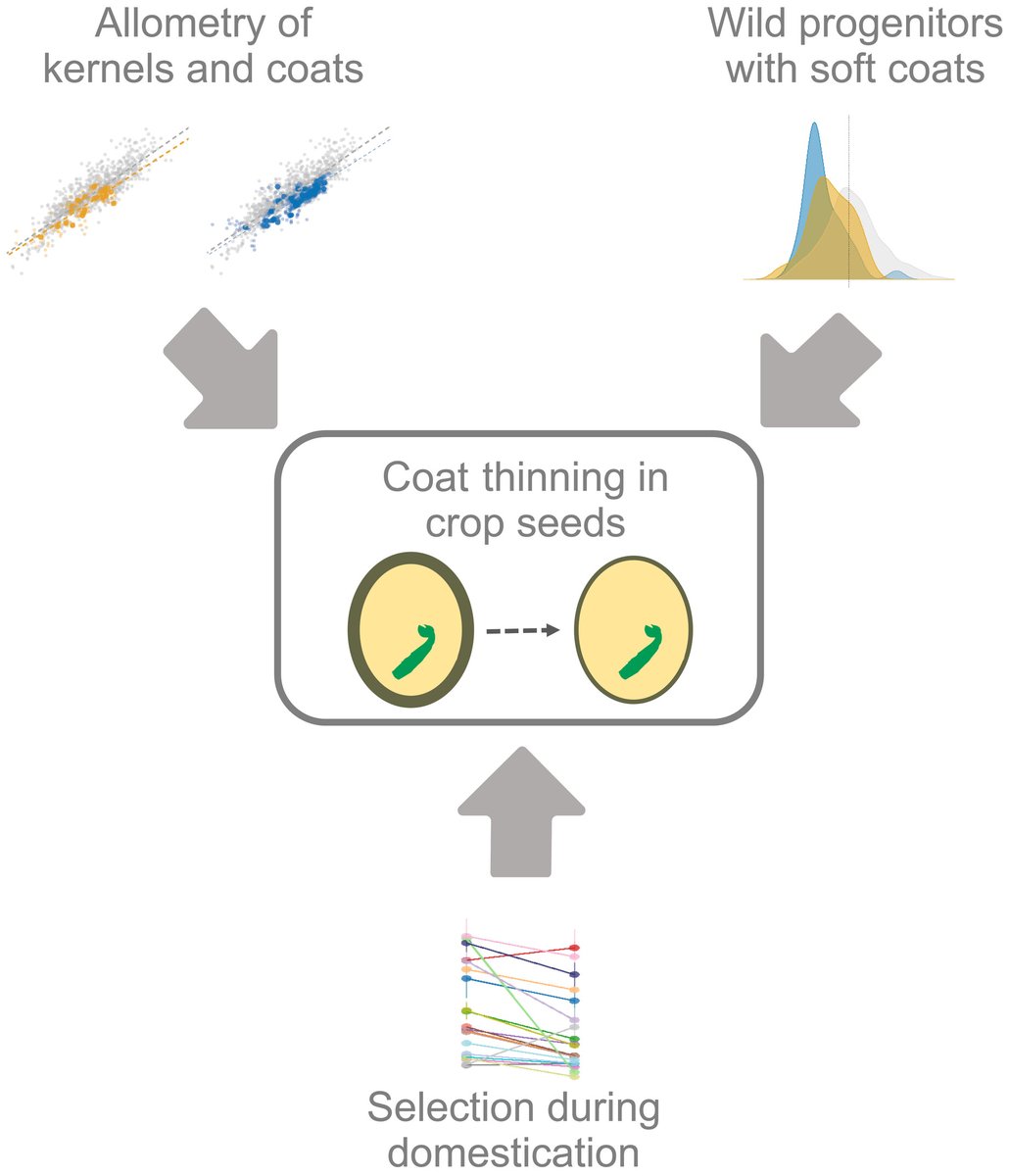 Evolutionary pathways to lower biomass allocation to the seed coat in crops: insights from allometric scaling

Milla et al. @RubenMilla6 @URJCcientifica @BiodiversosU

📖 ow.ly/Ycq750RY816