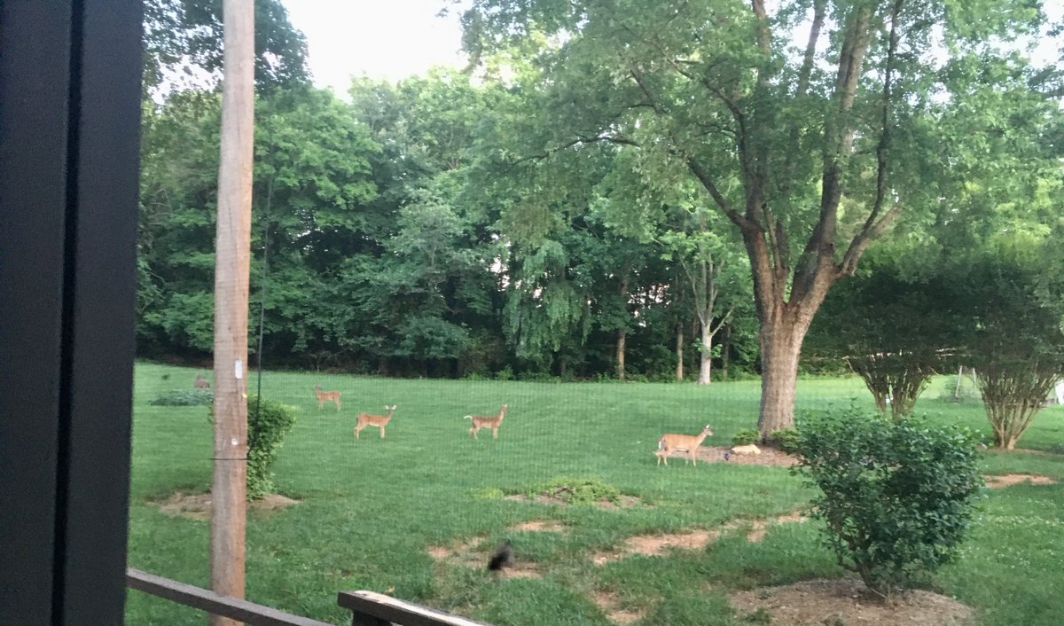 My current screen shot...
Family of five...
My heart is so warmed & happy that they are back...

#porchsitting #backyardwildlife