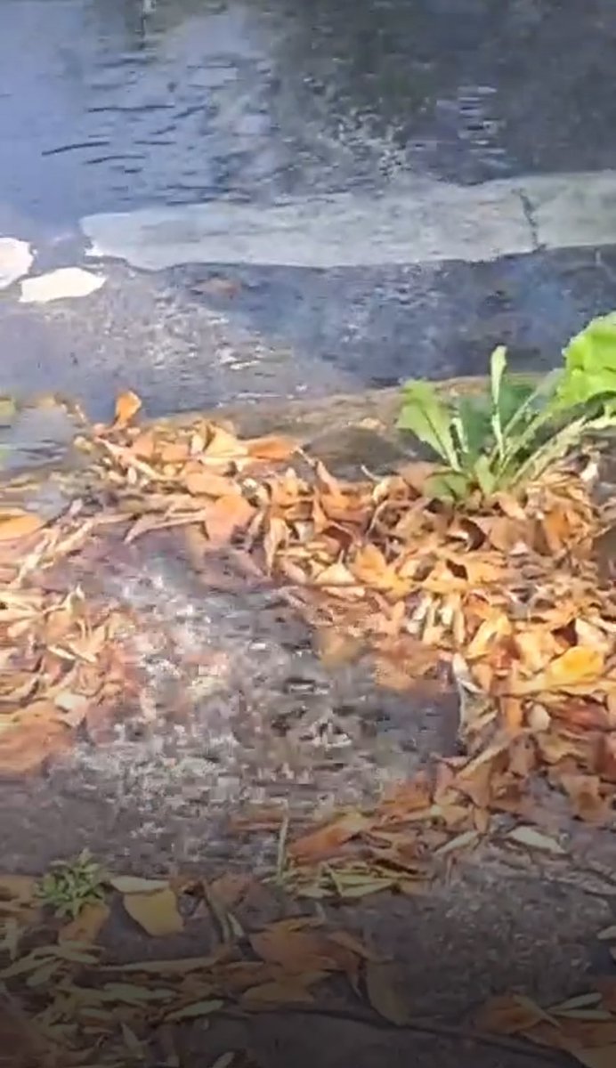 jpablo5ne8's tweet photo. Hay una fuga bastante considerable de agua, sobre Canal de Miramontes   1744 entre cerro compostela y cerro muñecos 

Ayuda ayuda 
@Alcaldia_Coy 
@SacmexCDMX 

Joaquin @lopezdoriga ayúdanos con RT
SE ESTAN TIRANDO MILES DE LITROS https://t.co/CMh3RIj1Mo