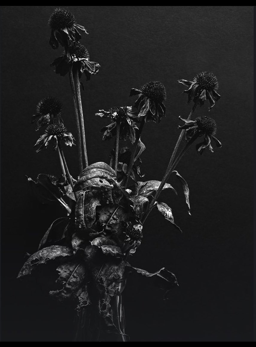 Still life - Sombreros #art #blackandwhitephotography #studiolife #deadflowers #photographer #stilllife