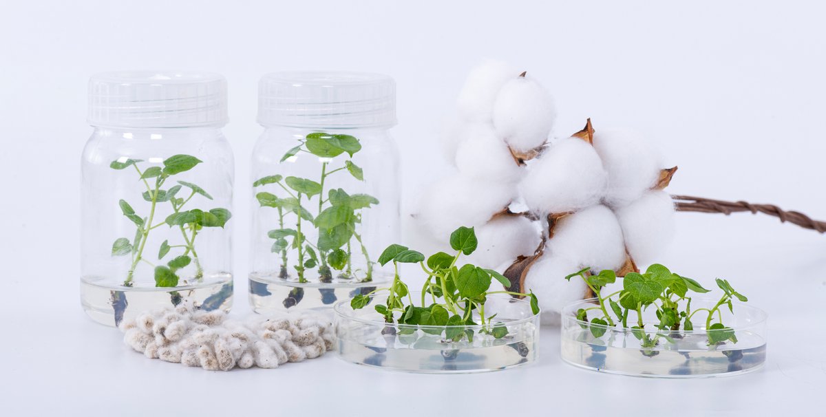 wimi_biotech's tweet image. WIMI offers year-round transformation services from our fully equipped tissue culture room and greenhouse, catering to global clients. 🌿 #WIMI #TransformationService #GlobalClients #GeneticTransformation 🌟🧪🌱🔬