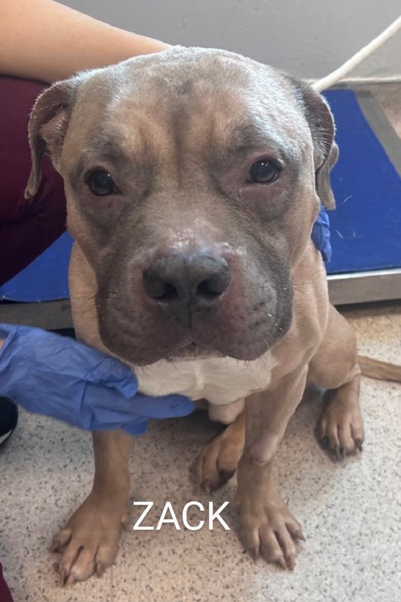 ZACK💙   199456
#NYCACC
ZACK is 3 yrs old & he's a little thing.
He's stressed at the shelter, pawing & licking his kennel bars😔
Likes to be petted & allows all handling.
Likes treats🥓
Underweight.
PLEASE FOSTER/RESCUE #PLEDGE #SHARE 🆘🙏🙏🙏💉💉😔🆘🙏🙏🙏💙