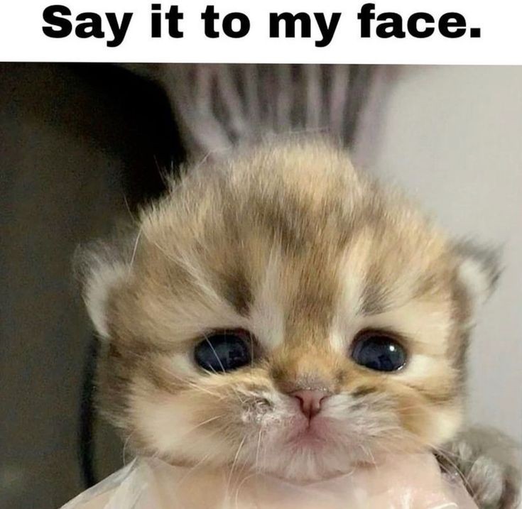 Say it