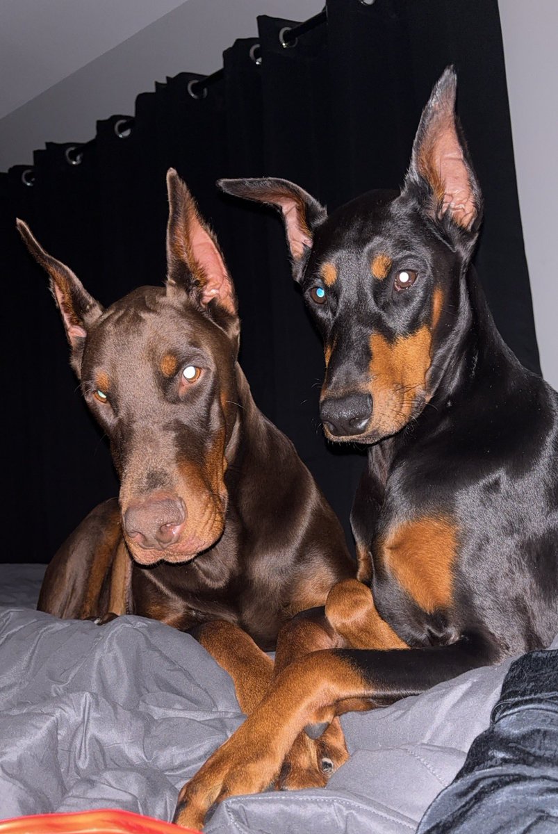 Doberman Appreciation Day! Drop y'all Doberman(s) below😎🔥 I'll start.