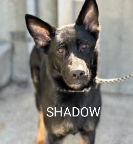 SHADOW🩷 195705 #NYCACC Beautiful shepherd! She's 3 yrs old, friendly, affectionate & loyal!💞 Can be a couch potato & likes a good nap!🤗 Housetrained⭐ 2nd best behavior! Likes baths💦 car rides & chew toys🧸 Timid & scared at shelter. PLEASE FOSTER/RESCUE #PLEDGE #SHARE 🙏🆘