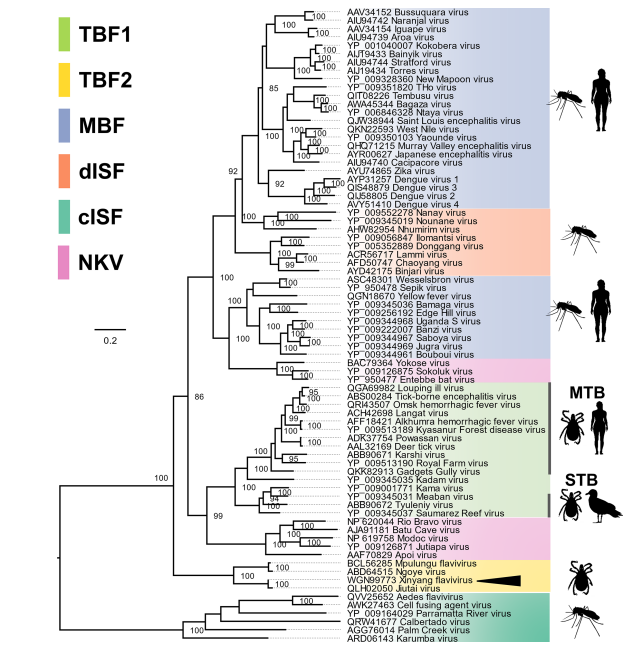 Rhys Parry (@rhyshparry) on Twitter photo There is a second clade of tick #flaviviruses, including Ngoye/Mpulungu #flavivirus. We present Xinyang flavivirus from H. flava in China. We suspect these unculturable viruses are a tick-only clade with interesting features. JGV <a href="/MicrobioSoc/">Microbiology Society</a> A thread 1/?
microbiologyresearch.org/content/journa… There is a second clade of tick #flaviviruses, including Ngoye/Mpulungu #flavivirus. We present Xinyang flavivirus from H. flava in China. We suspect these unculturable viruses are a tick-only clade with interesting features. JGV <a href="/MicrobioSoc/">Microbiology Society</a> A thread 1/?
microbiologyresearch.org/content/journa…