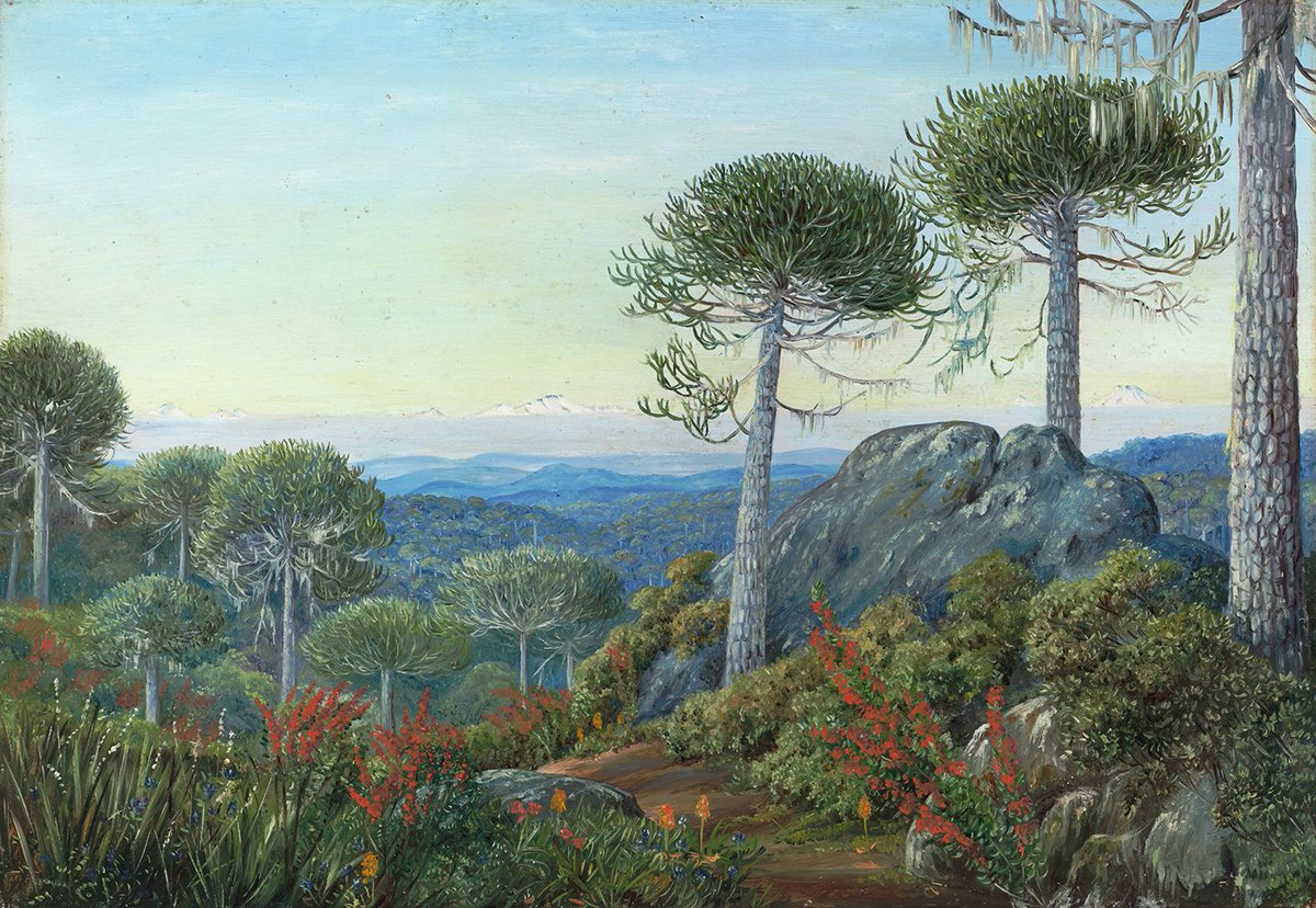 "...mi objetivo principal de venir a Chile era pintar la vieja Araucaria araucana..."

Marianne North
Travesía botánica por Chile.

#MarianneNorth #TravesíaBotánicaPorChile #EdicionesLibroVerde #DiarioDeViaje