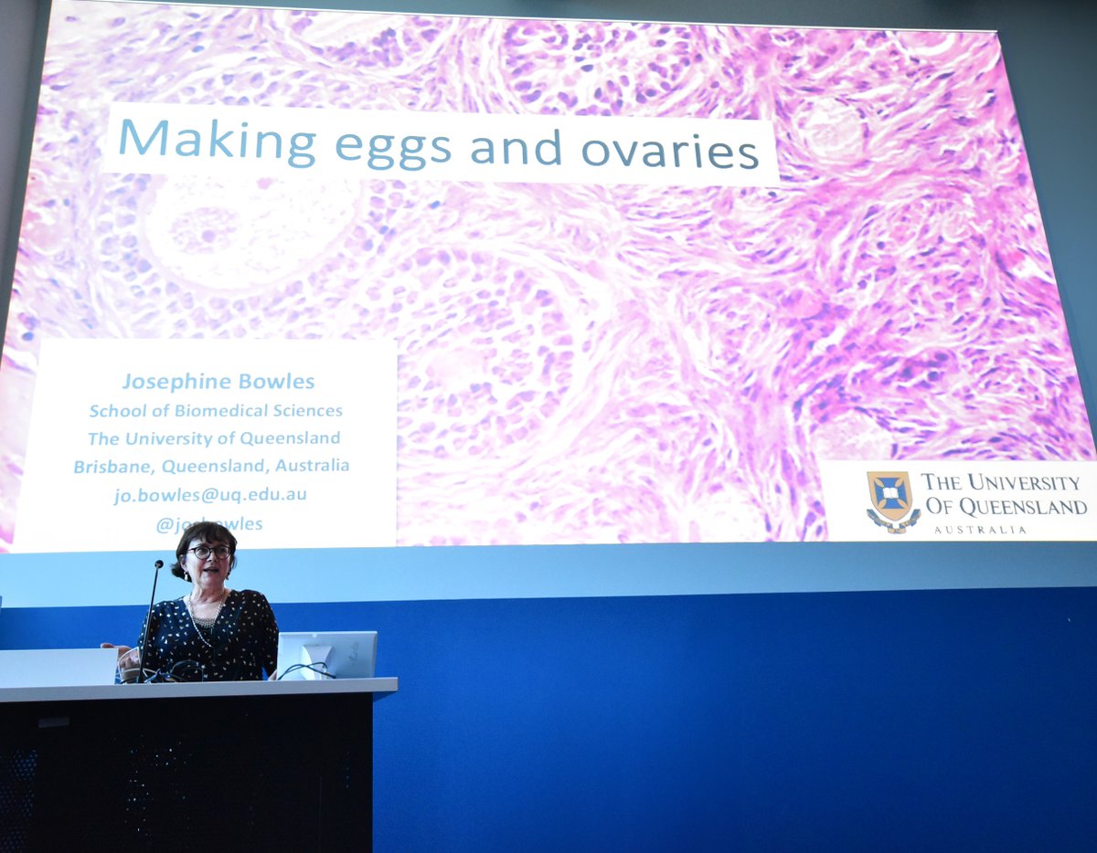 Fascinating insights from A/Prof @JosBowles of @UQMedicine at last week's #JCSMR Director's Seminar on 'Making eggs and ovaries' delved into the role of transcription factor #NFIX in ovarian development. Seminar hosted by Prof @Quinn_Lab. #ReproductiveBiology #STRA8 #Fertility