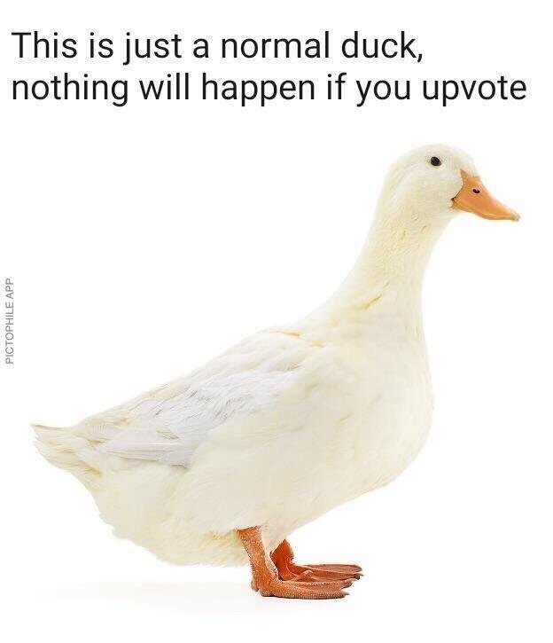 Ducks Make Me Happy tweet media